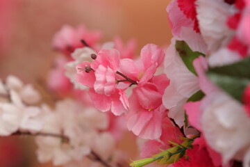 pink and white flowers of cherry blossom