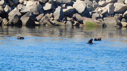 Fototapeta premium seal in the sea