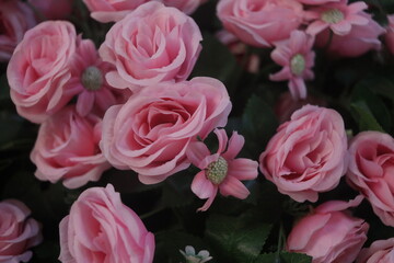 pink roses in garden