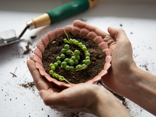 Spring transplanting room plants at home. Female hands hold a planter with succulent Rawley ragwort...