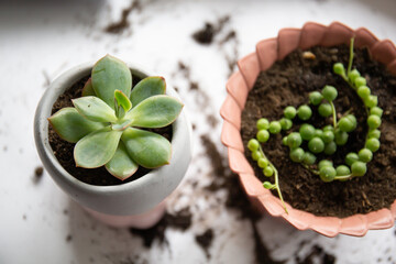 Two succulents in pots that have just been transplanted. Rowley ragwort and echiveria. Home...