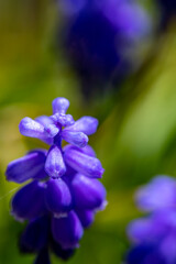 Fototapeta na wymiar Muscari flower growing in meadow, close up shoot 