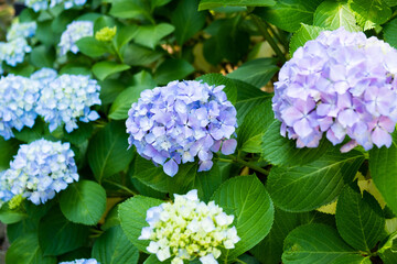 blue hydrangea flowers