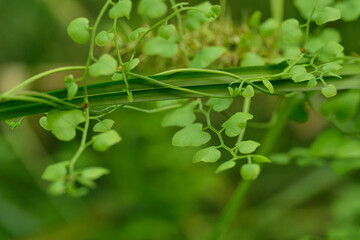 Fototapeta na wymiar fern green vine dreamy blurred background 