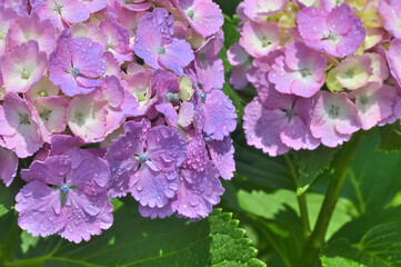 Fototapeta premium 雨上がりの紫陽花（Hydrangea）