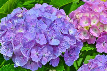 雨上がりの紫陽花（Hydrangea）