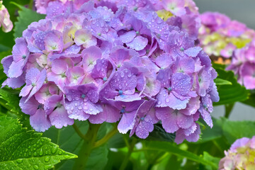 雨上がりの紫陽花（Hydrangea）