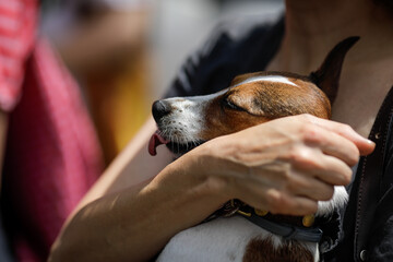 Shallow depth of field (selective focus) details with a caucasian woman holding a small and joyful Jack Russell Terrier dog on a sunny summer day.