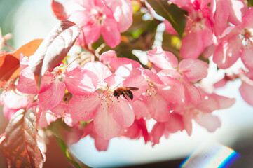 Pollination of flowers by bees. Pink flowers of apple tree or sakura.