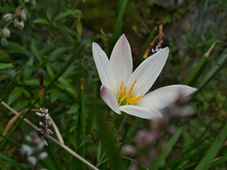 Zephyranthes in the garden. Commonly known as Rain lily or lili hujan in Indonesia. A bulbous perennial boasting silvery white,  hardy bulbs that range from 5 cm to 30 cm in height.