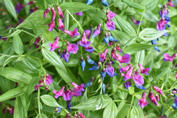 Blue and purple flowers on a Lathyrus vernus spring pea plant