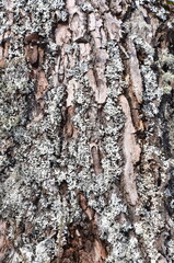 monk's-hood lichen Hypogymnia physodes growing on the trunk of a a fir tree