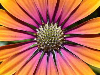 Fototapeta premium closeup on orange and pink spanish margurite flower