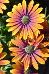 closeup on orange and pink spanish margurite flower