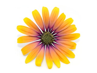 closeup on orange and pink spanish margurite flower on white background