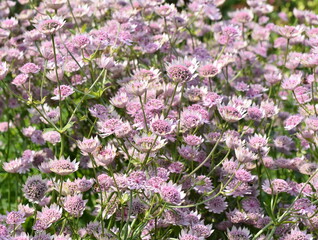 Obraz premium Pink great masterwort Astrantia major flowering in a park a summer day