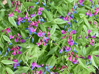 Blue and purple flowers on a Lathyrus vernus spring pea plant