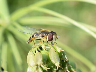 The hoverfly Episyrphus balteatus sitting in vegetation