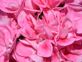 Extreme closeup on pink pelargonium flower