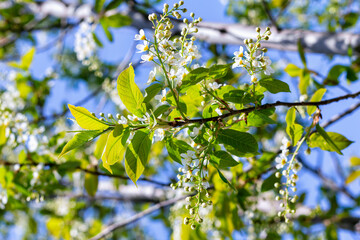 Close-up of bird cherry flowers on branch in sunny day on blue sky background. sun rays illuminate