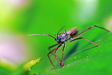 Fototapeta premium A fly insect on leaf