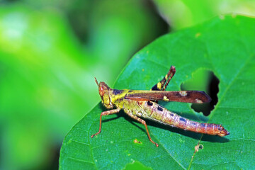 grasshopper on a leaf