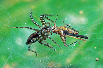 A wolf spider and prey