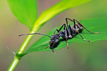 A black ant on green leaf