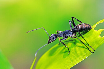 A black ant on green leaf