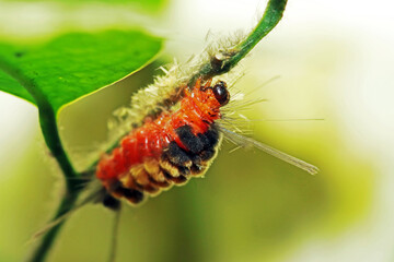 caterpillar on a leaf