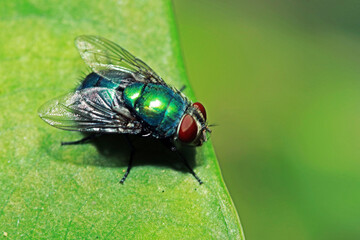 fly on green leaf