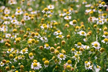 カモミール（Camomile）２