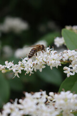 Honey bee on Common privet white flowers. Apis mellifera on Ligustrum vulgare tree 