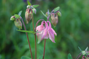 Salmon pink Columbine flowers in the garden. Aquilegia vulgaris plant in bloom