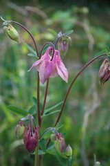 Salmon pink Columbine flowers in the garden. Aquilegia vulgaris plant in bloom