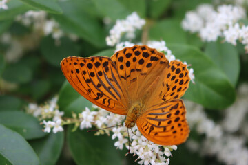 Silver-washed fritillary orange and brown butterfly on white Ligustrum flowers.  Argynnis paphia