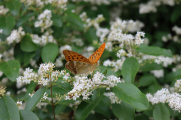 Silver-washed fritillary orange and brown butterfly on white Ligustrum flowers.  Argynnis paphia