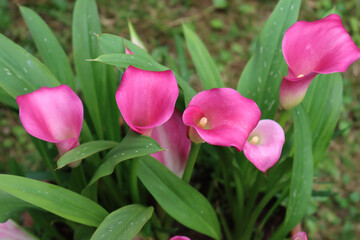 Close-up of pink Calla lilies in the garden. Zantedeschia aethiopica in bloom