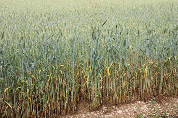 Green Wheat field damaged by drought on springtime in the italian countryside. Triticum cultivation