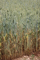 Green Wheat field damaged by drought on springtime in the italian countryside. Triticum cultivation