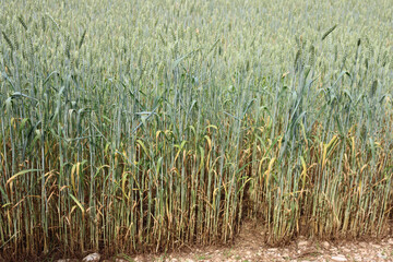 Green Wheat field damaged by drought on springtime in the italian countryside. Triticum cultivation
