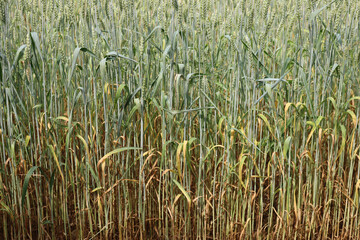 Green Wheat field damaged by drought on springtime in the italian countryside. Triticum cultivation