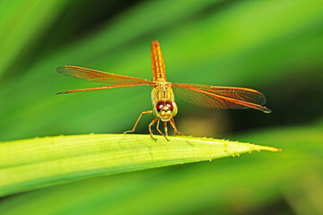 dragonfly on a green leaf