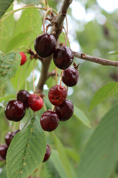 Close-up of rotten cherry fruits on branches in the orchard.  Prunus avium tree