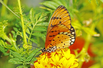 butterfly on flower