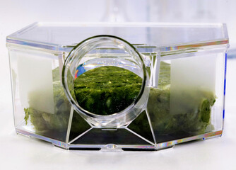 Meat production from vegetables in the biotechnology laboratory. Plant-meat based concept