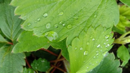 water drops on a leaf