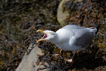 An adult American Herring Gull (Larus smithsonianus) calling loud