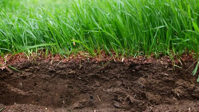 Cross section of lawn showing grass at ground level wind 