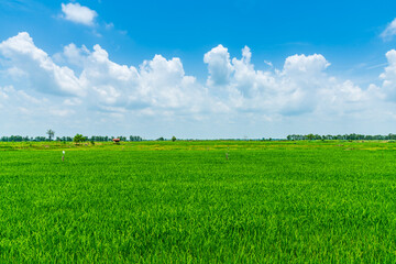 Scenic view landscape of Rice field green grass with field cornfield or in Asia country agriculture harvest with fluffy clouds blue sky daylight background. - Powered by Adobe